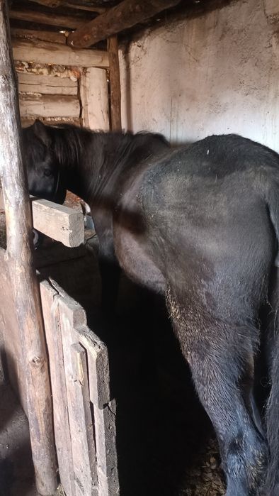 Бие сатам 6 жасар откормда