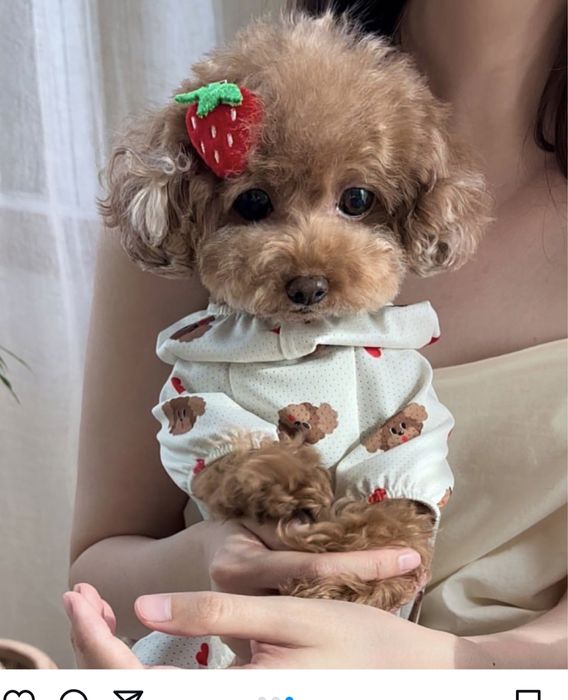 Щенки мальтипу