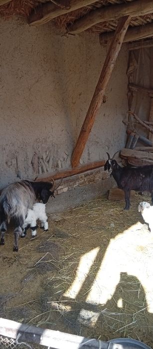 Echilar sotiladi bolasi bln