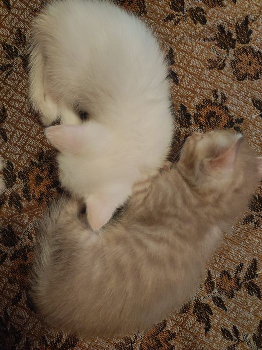Котята в добрые руки.