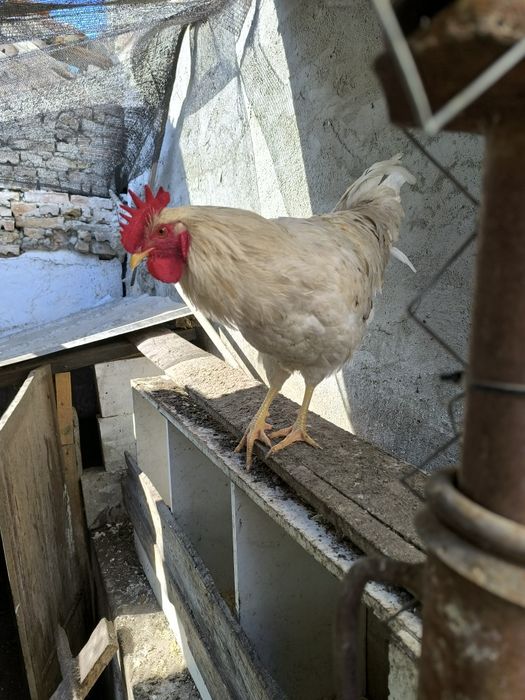 Петли големи и малки