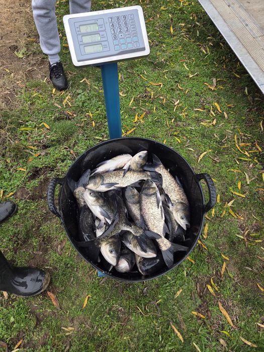 Puiet crap repopulare balti