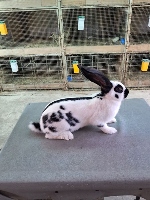 Vând Iepurii Uriaș German Pestriț