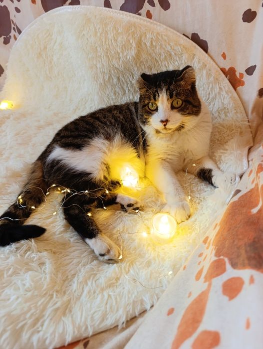 Кот котенок в добрые руки