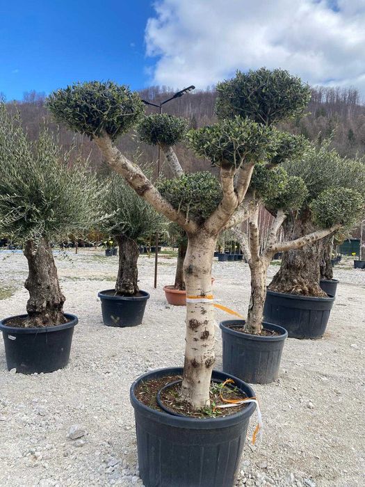 Plante Verzi Rezistente pentru Spații Private