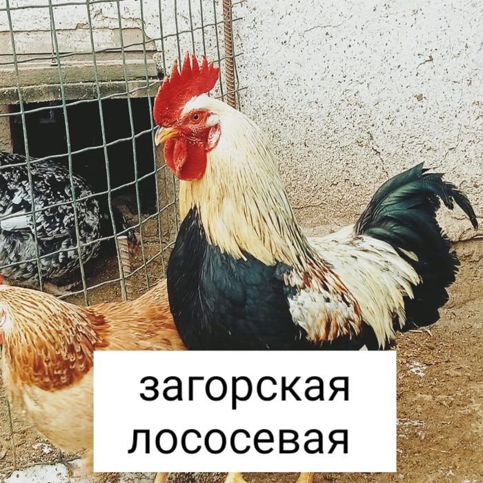 Инкубационные яйца