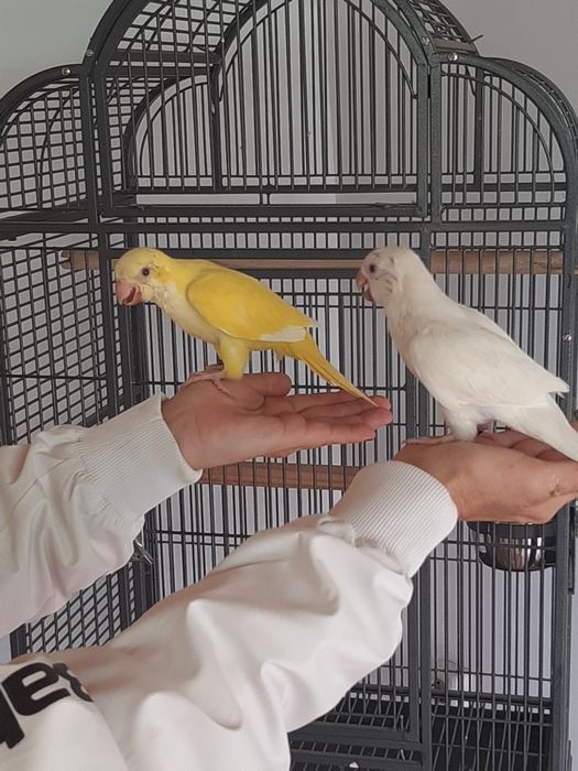 Papagali puiuți călugări