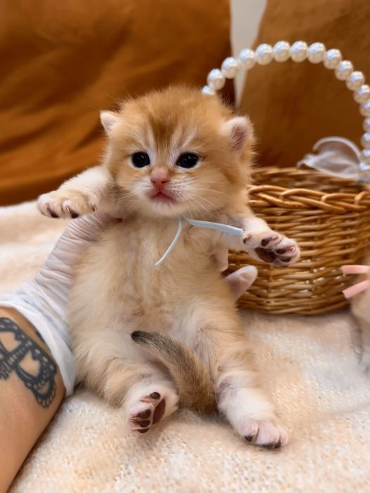Британские котята золотые шиншиллы