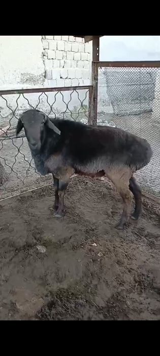 Қошқар сатылады, семіз, етті