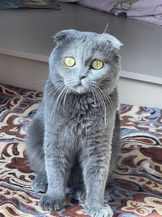 вязка скотиш фолд!