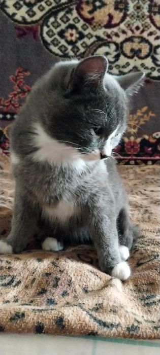 Продам эгейского котика