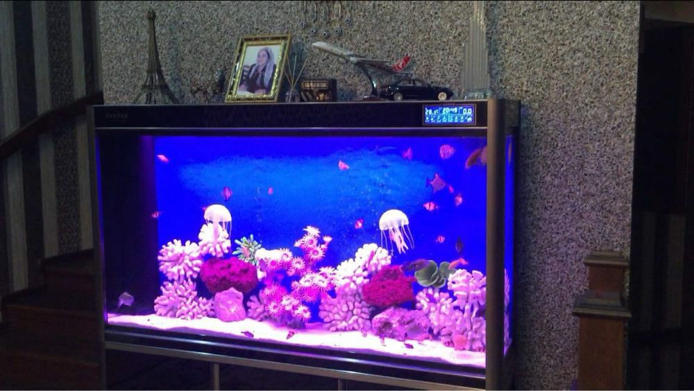 Akvarium tozalash xizmati