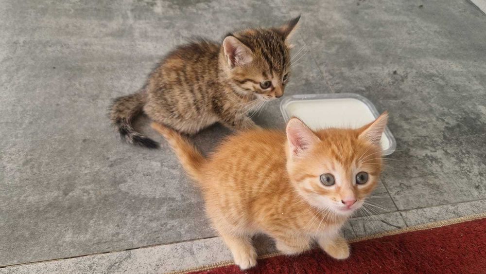 Котята ищут маму.
