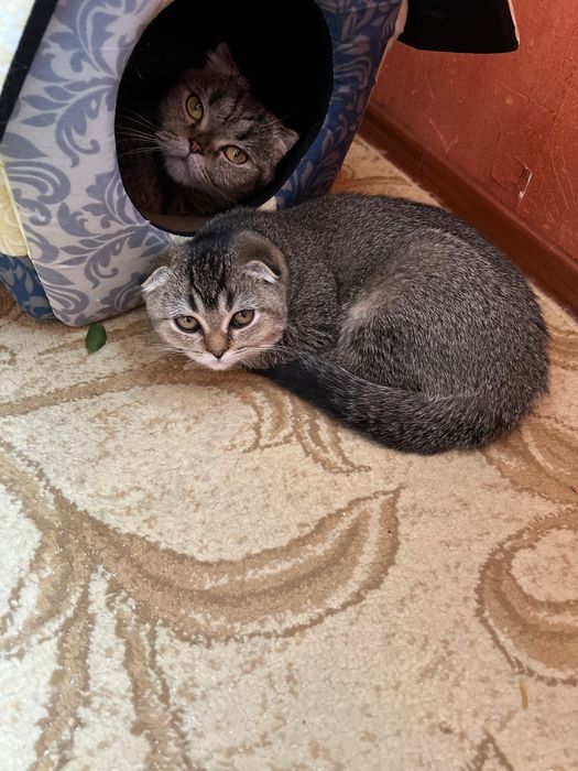 В наличии котенок породистый