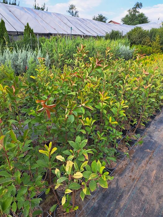 Tuia smarald la ghiveci