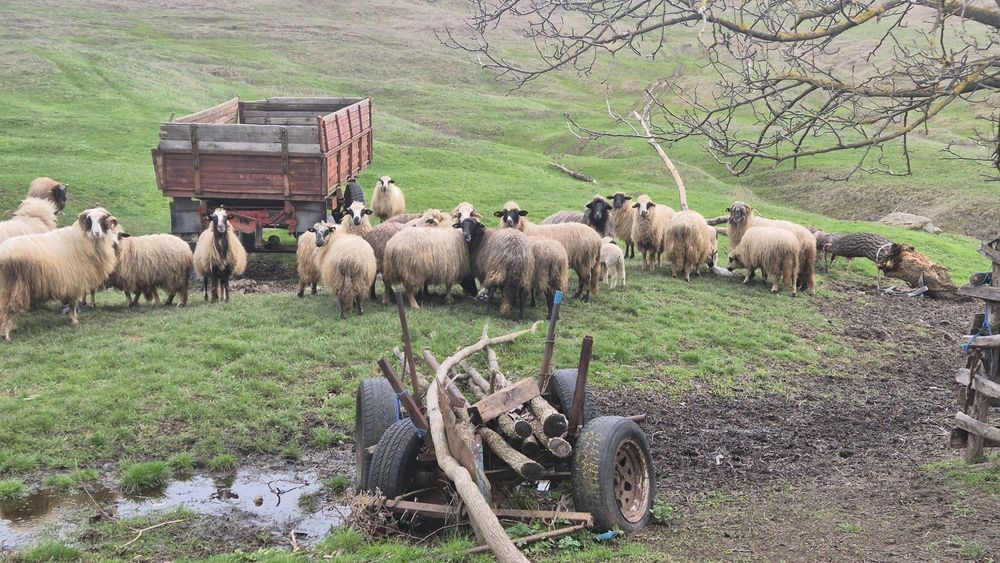 Oi de rasă de vânzare