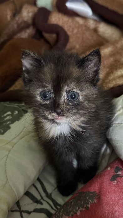 Отдам котенка в добрые руки