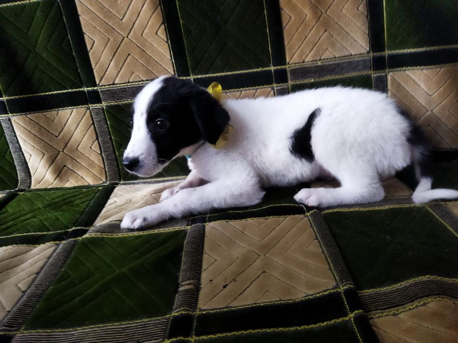 Щенки. В описание!