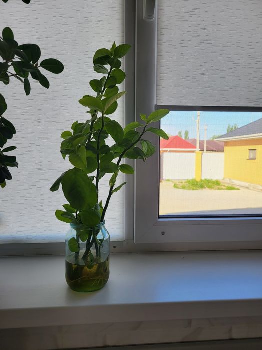 Продаю Домашние цветы