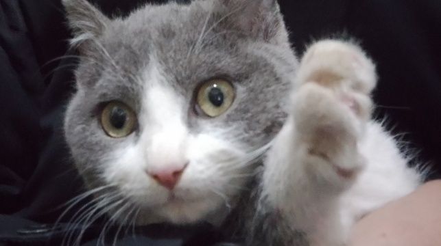 Котёнок подросток