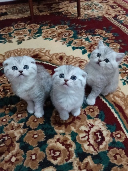 Scotish strayt serebristi shinshilla