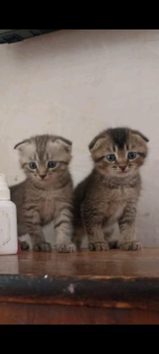 Котята шотланские