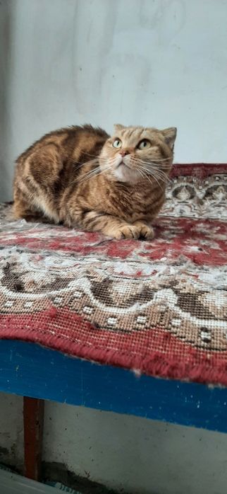 Кошечка домашняя протдам