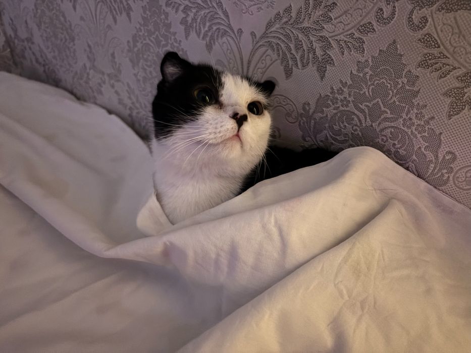 Ищем добрые руки для двух замечательных кошечек!