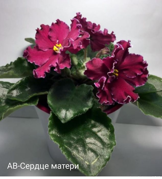 Фиалки распродажа