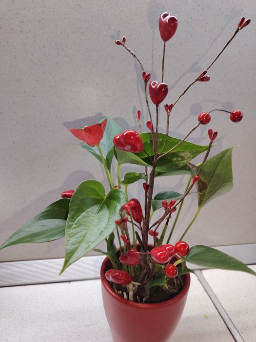 Зелени живи  растения в кашпи, червените подходящи за Свети Валентин