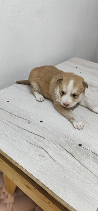 Продам щенков хаски.