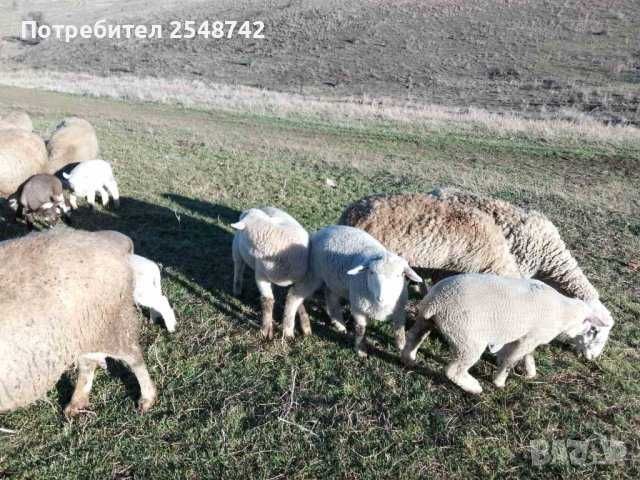 Агнета     .   .