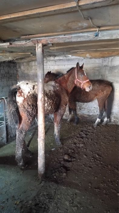 Продам жеребчика в августе будет полных 2 года