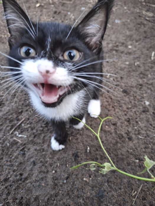 Отдам котят в добрые руки