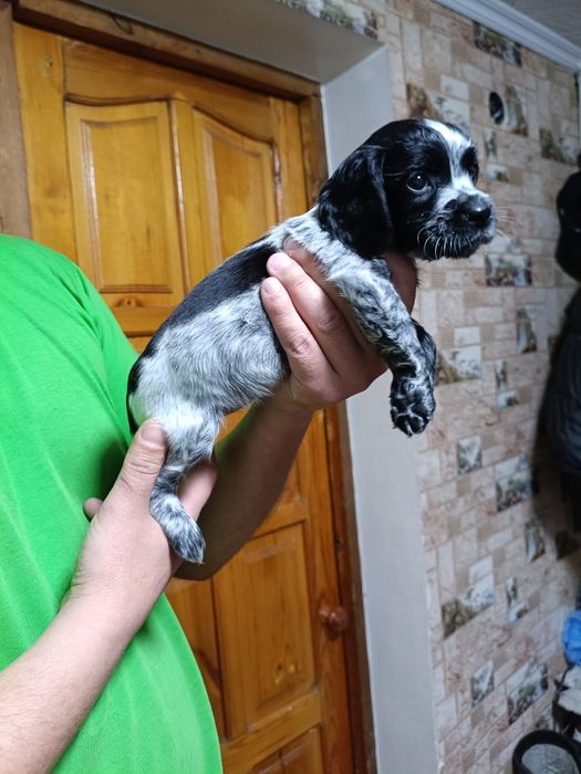 Русский спаниэль продам щенят