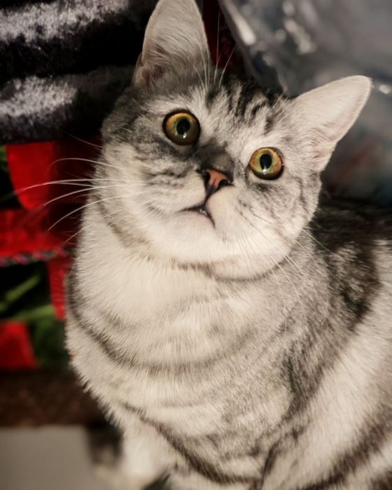 Кот Британец Прямоухий