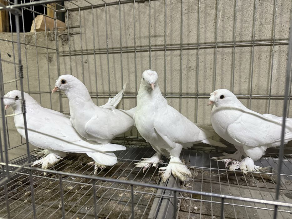 Такла белые молодые