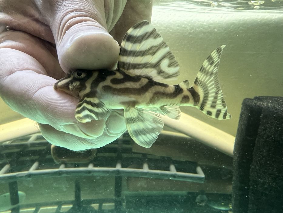 L333 gold,L333 albino,L401 ,L236 SW и SY