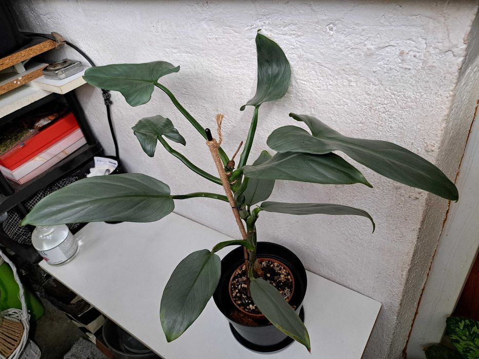 Plante Scindapsus Exotica Philodendron Micans Brasil Tradescantia