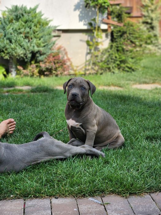 American Bully xl femela