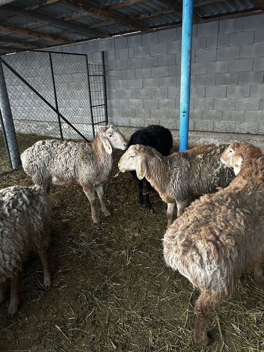 Кошкары хорошие жирные