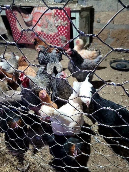 Продам домашних кур