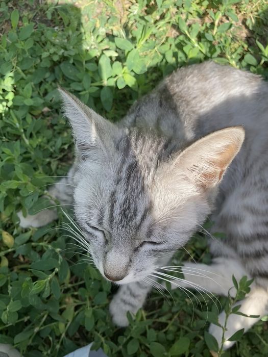 Миниатюрная кошечка