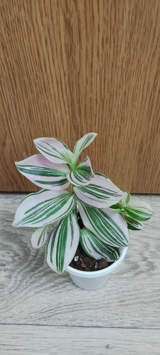 Стайни цветя за продажба!