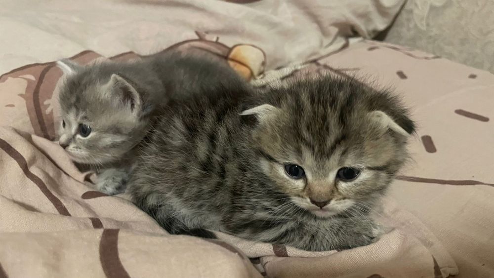 Продам котов !!!