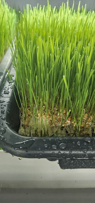 Гидропоника зерно