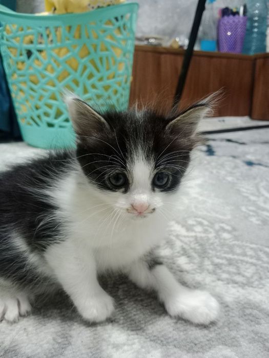 Отдадим котёнок хорошие руки