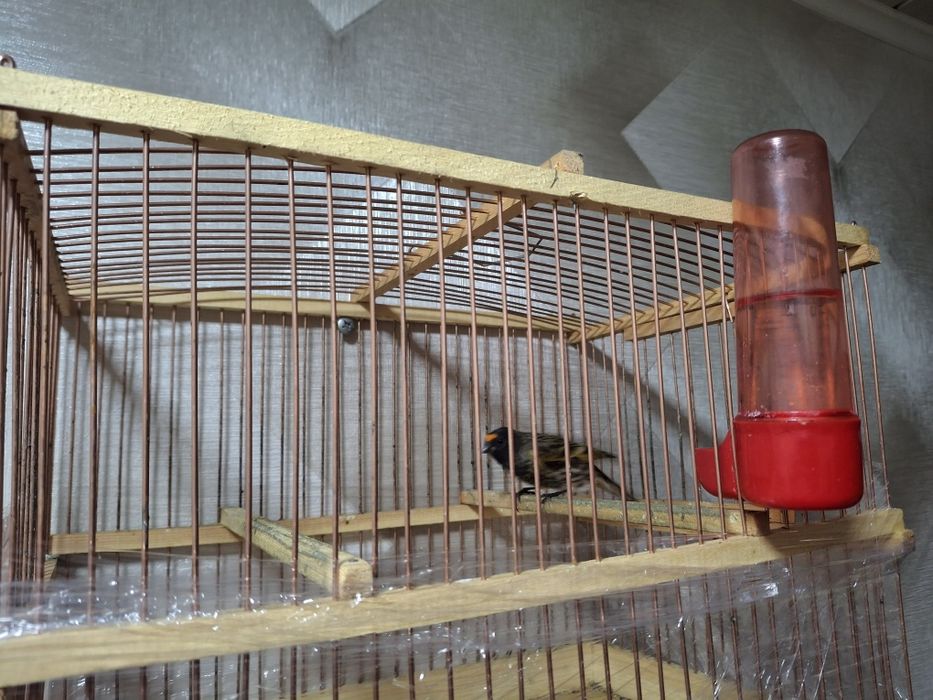 Каралёк птиц продаётся