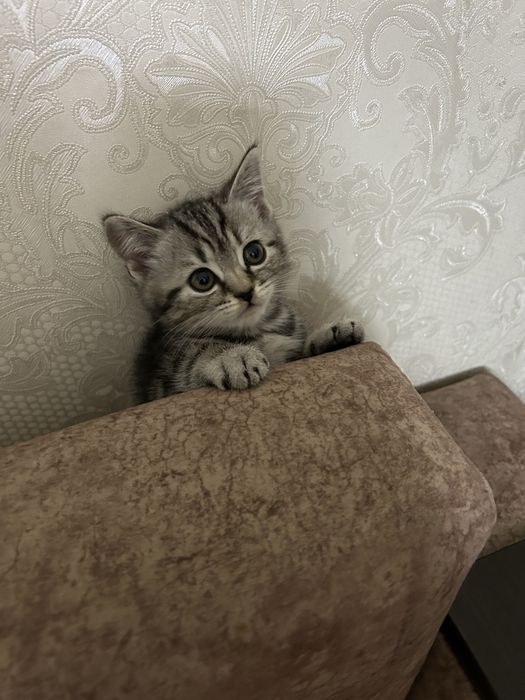 Британские котята