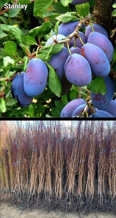 Nectarin-Pomi fructiferi